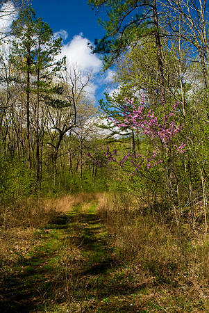 Spring Path