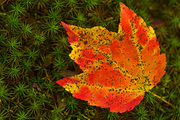 Red and Gold