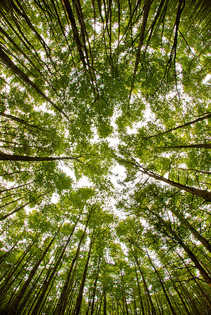 Under the Tupelo Trees
