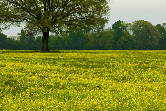 Through Yellow Fields