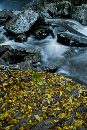 Fall Carpet