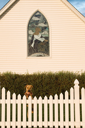 Holy Dog